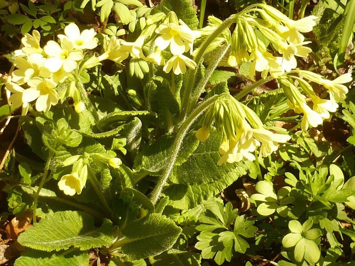 Primula elatior subsp. elatior (Primulaceae)